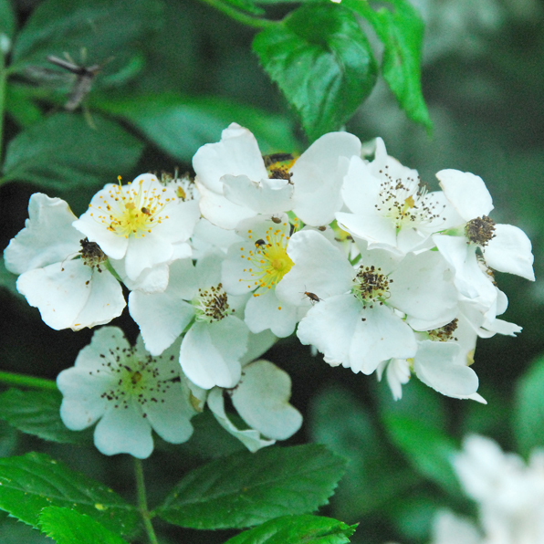 MULTIFLORA ROSE